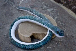 Black Rat Snake