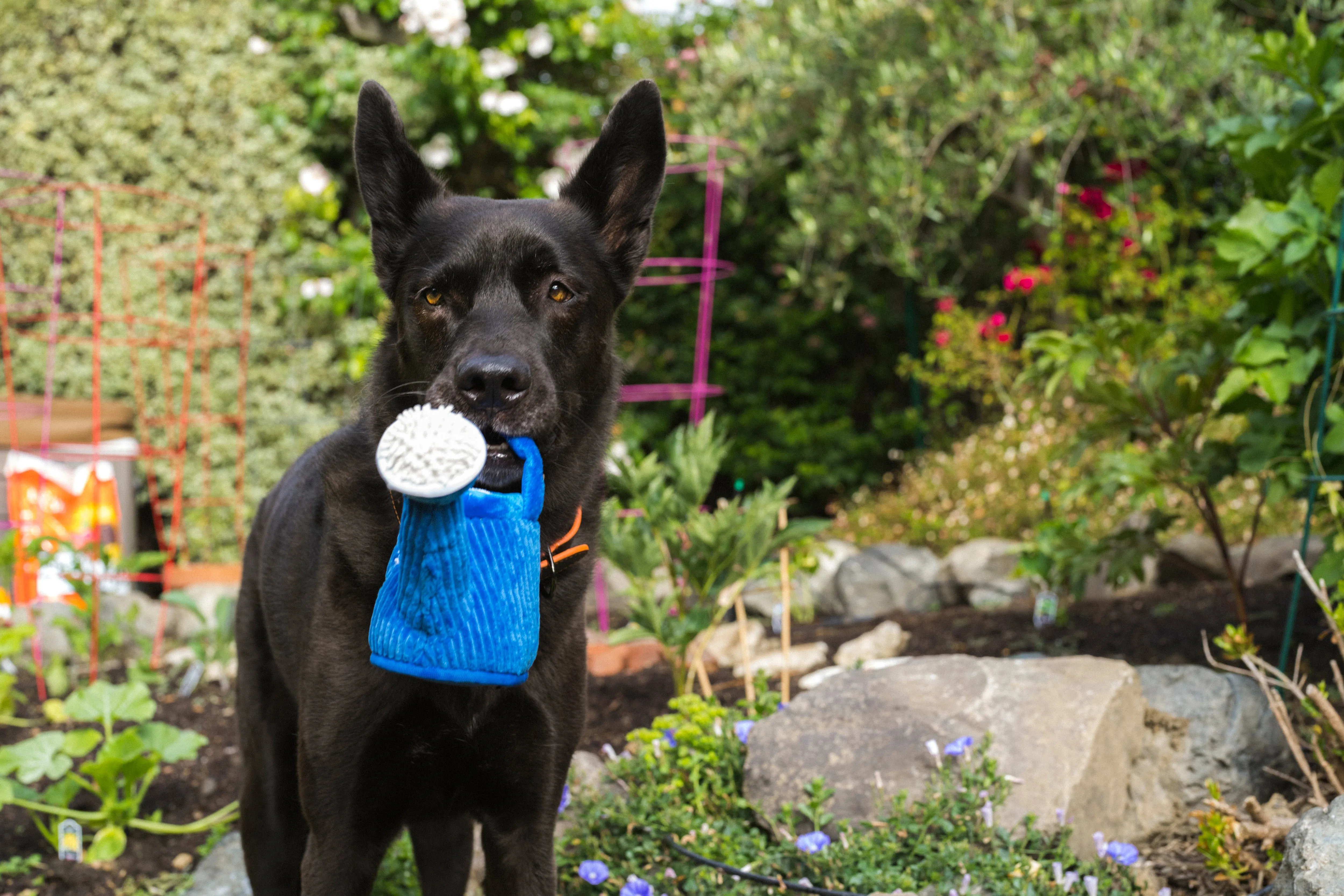 Blooming Buddies Wagging Watering Can