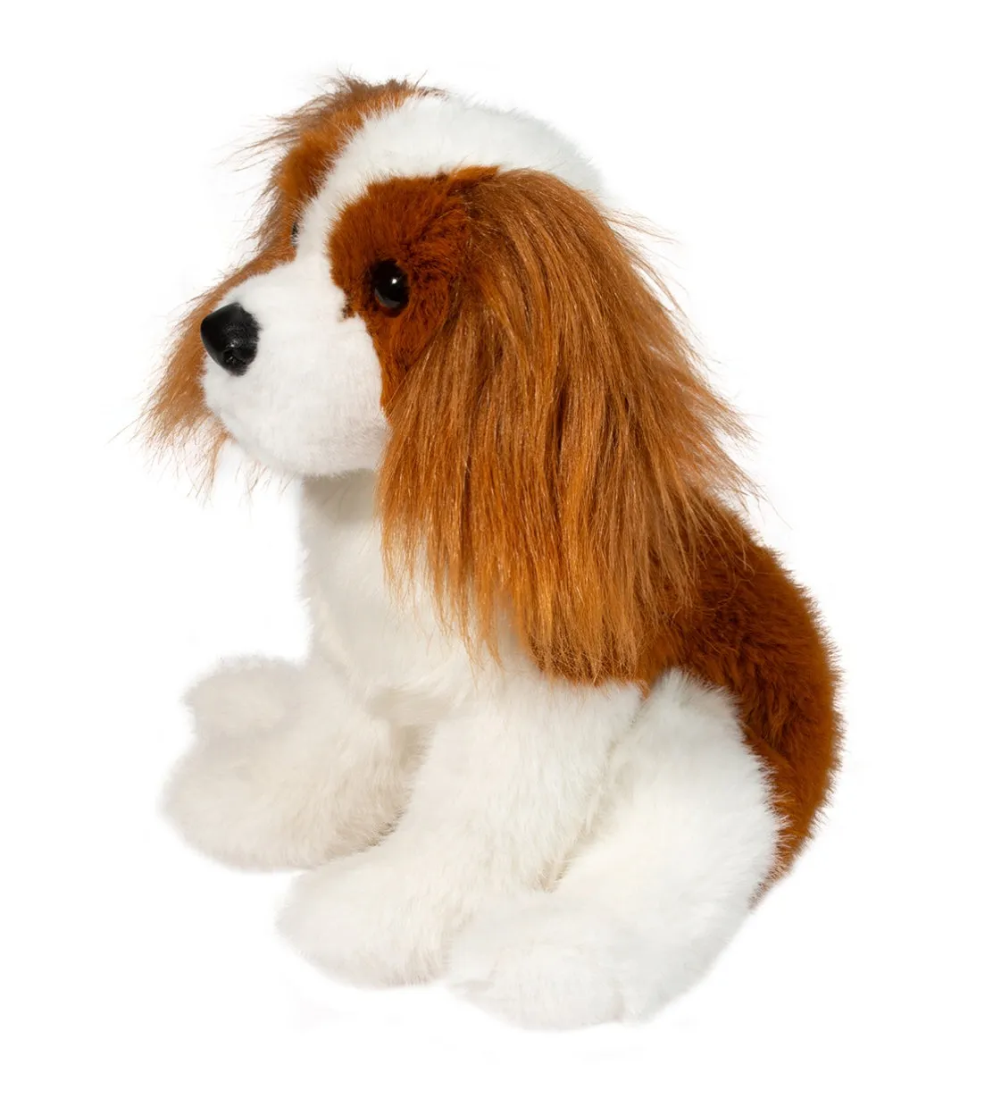 Douglas - Kingsley King Charles Cavalier
