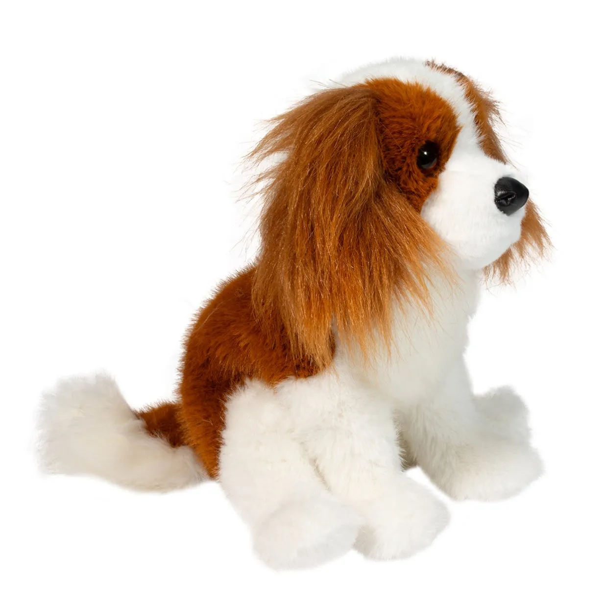 Douglas - Kingsley King Charles Cavalier