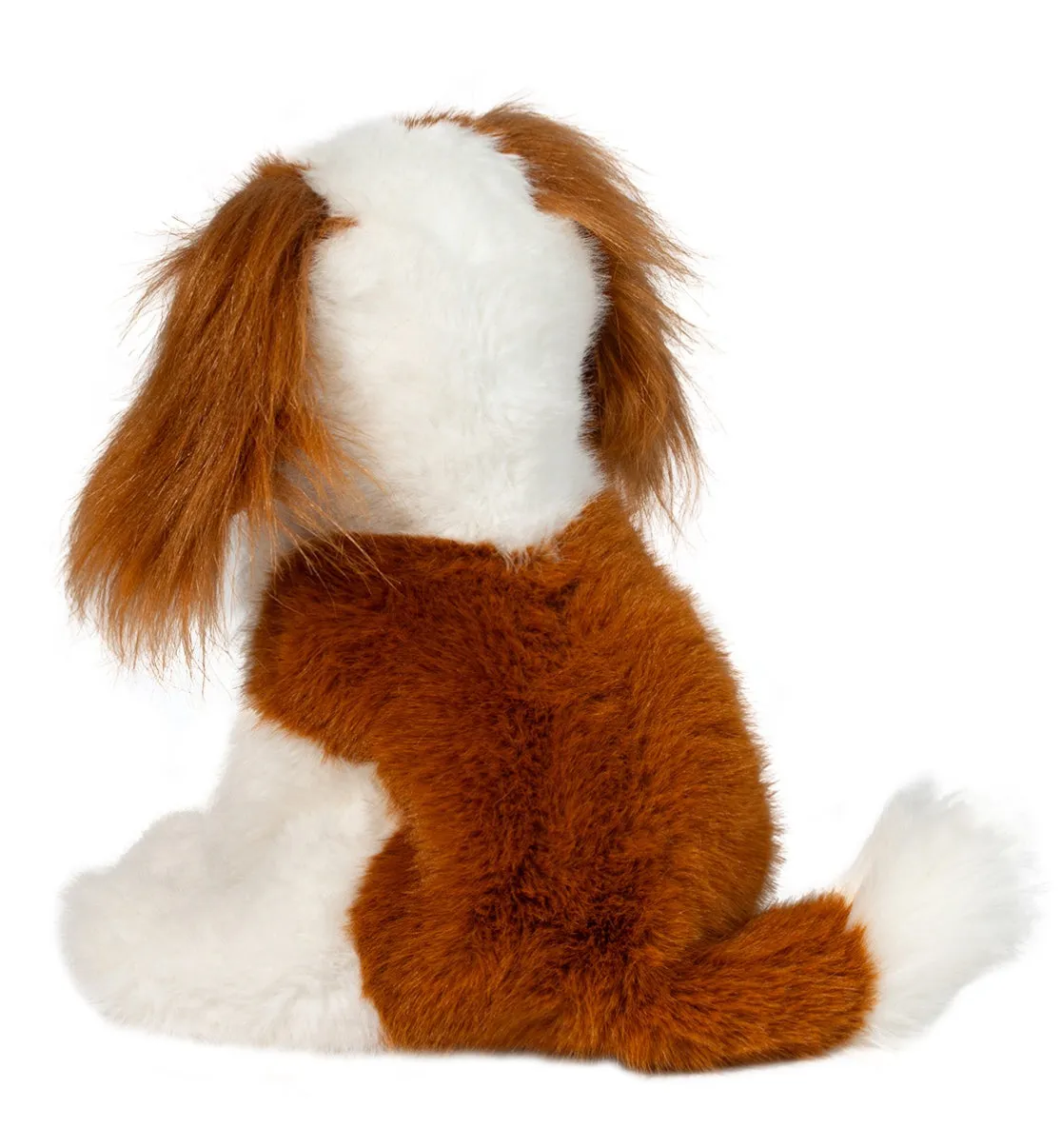 Douglas - Kingsley King Charles Cavalier