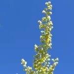 FES Quintessentials - Mugwort- .25 fl oz