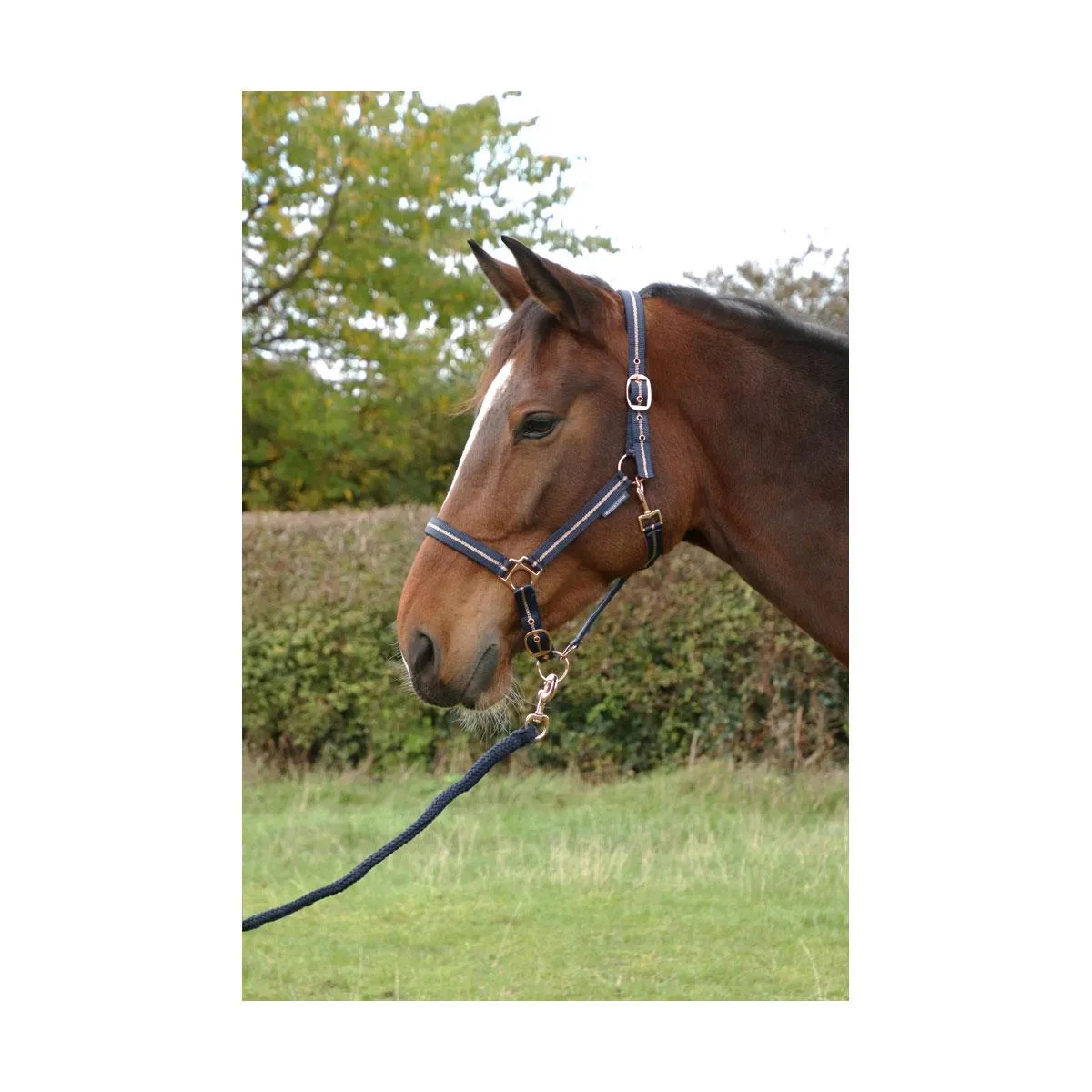 Hy Equestrian Rose Glitter Head Collar & Lead Rope Set