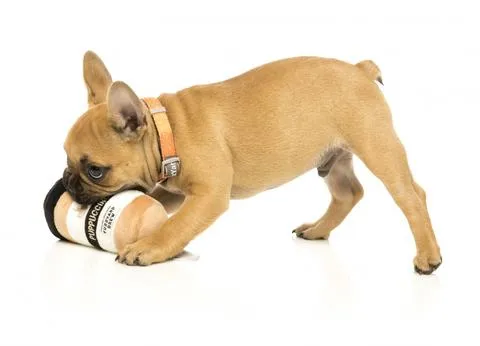 Puppuccino Plush Toy
