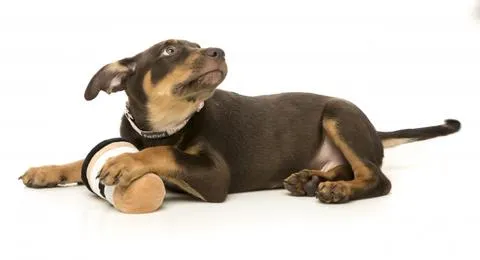 Puppuccino Plush Toy
