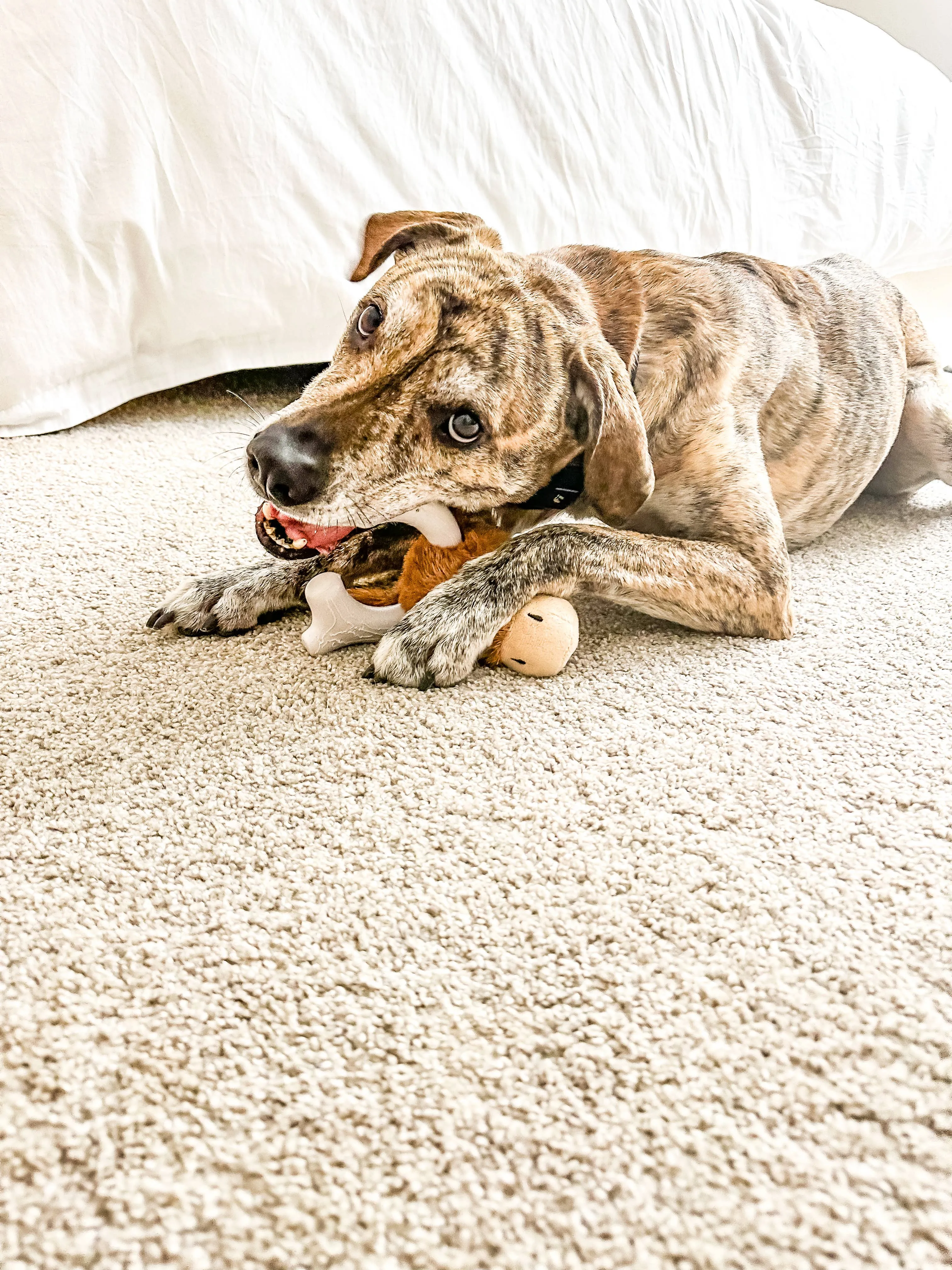 Spunky Pup - Knuckle Heads - Plush/Nylon Combo 2-in-1 Toy