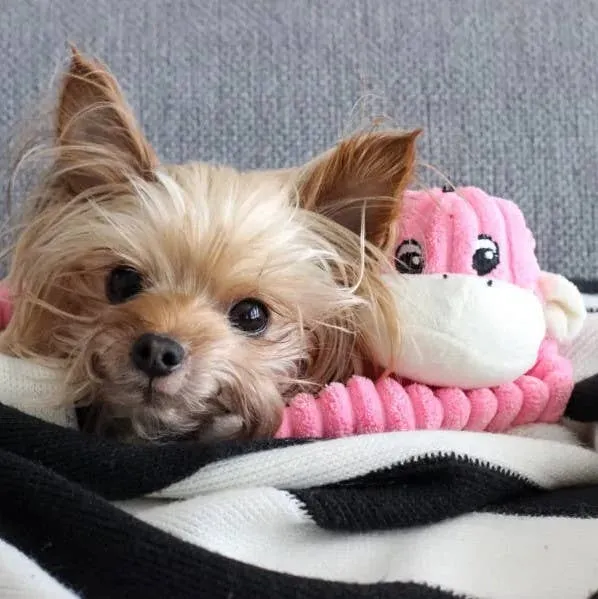 ZippyPaws Spencer Crinkle Monkey Small